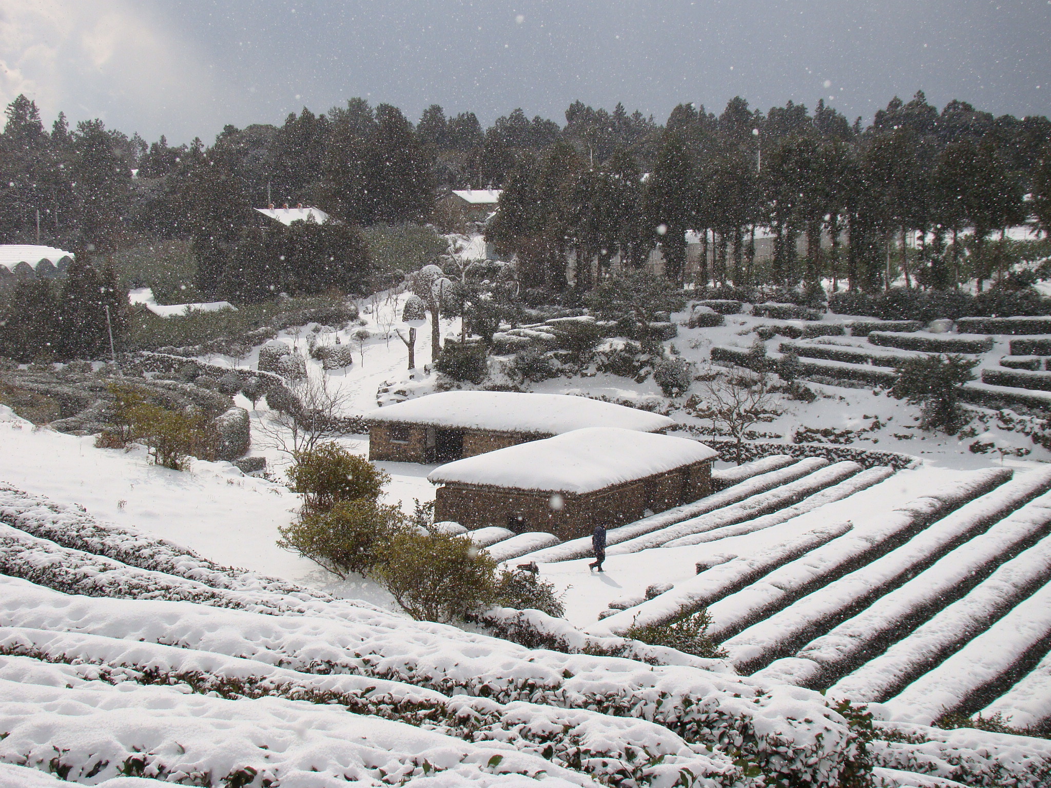 서귀포농업기술센터 겨울사진입니다. 서귀포에도 이렇게 눈이 내리네요!!!